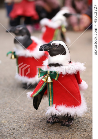 Photo material: Cape Penguin (Christmas bird show) 48012227