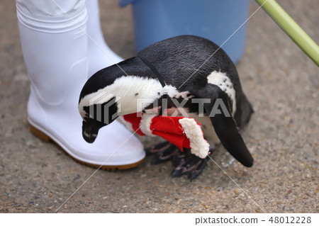 Photo material: Cape Penguin (Christmas bird show) 48012228
