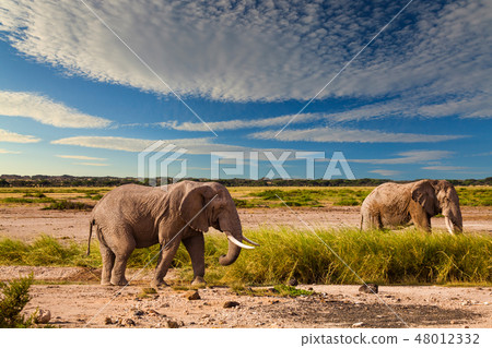 Elephant in the African savanna at sunset Elephant in the African savanna at sunset 48012332