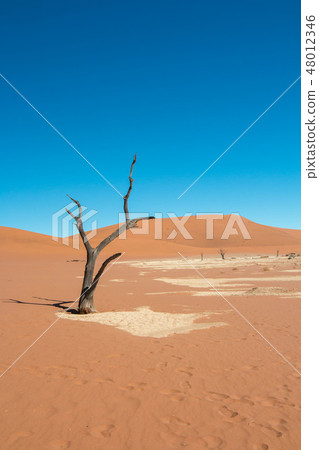 Namibia Namib Desert Dead Swamp Dead Fray Namibia Namib Desert Dead Swamp Dead Fray 48012346
