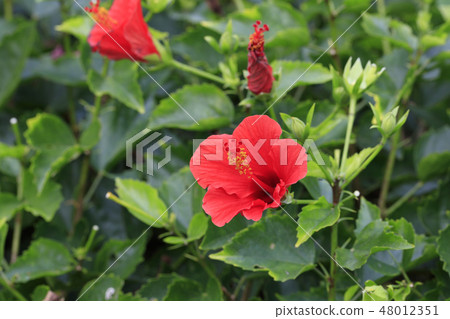 開花在Chichijima - 木槿的花 開花在Chichijima - 木槿的花 48012351