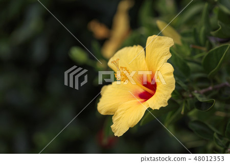 Flower blooming on Chichijima - Hibiscus Flower blooming on Chichijima - Hibiscus 48012353