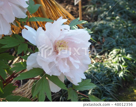 Botton·八千代山茶花 Botton·八千代山茶花 48012356