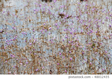 golden bladderwort or Utricularia aurea at Lake golden bladderwort or Utricularia aurea at Lake 48012435