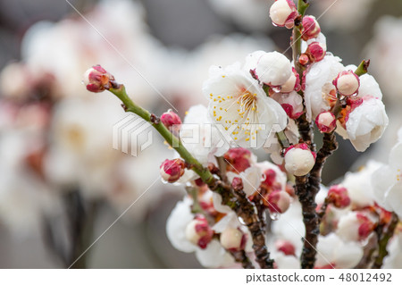 李子白色李子白色李子雨分支 48012492