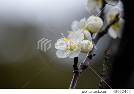 李子白色李子白色李子雨分支 48012493