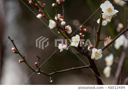 李子白色李子白色李子雨分支 48012494