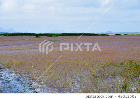 golden bladderwort or Utricularia aurea at Lake 48012502