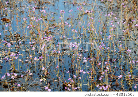 golden bladderwort or Utricularia aurea at Lake golden bladderwort or Utricularia aurea at Lake 48012503
