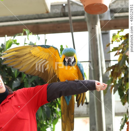 Ruri Macawo Ruri Macawo 48012931