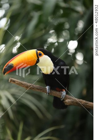 巨嘴鳥 巨嘴鳥 48012932