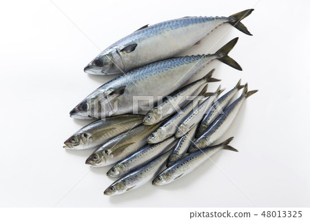藍魚 48013325