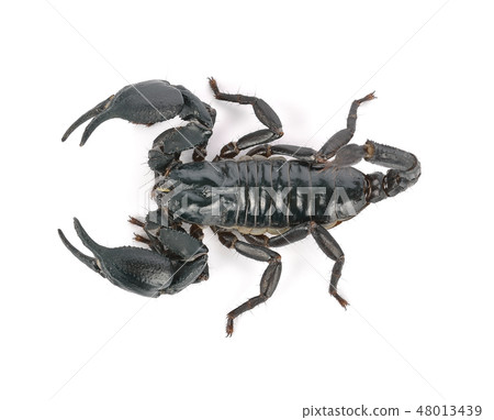 scorpion on white background 48013439
