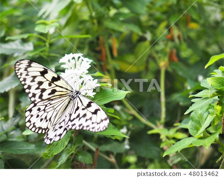 蝴蝶等待春天7 48013462