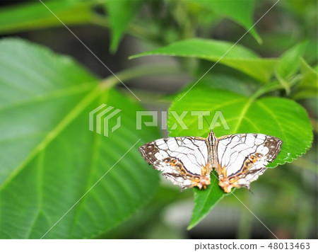 蝴蝶等待春天8 48013463