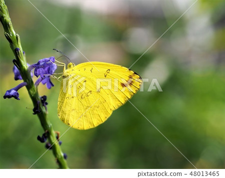 Butterflies waiting for the spring 9 Butterflies waiting for the spring 9 48013465