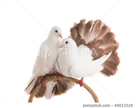 male and female dove peacock isolated 48013520