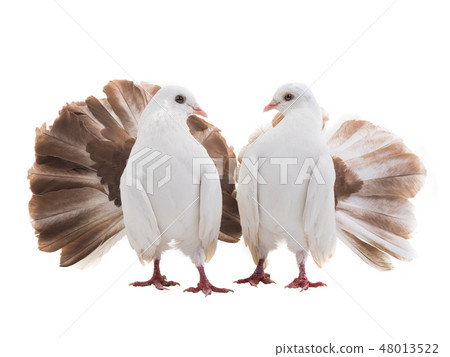 male and female dove peacock isolated 48013522