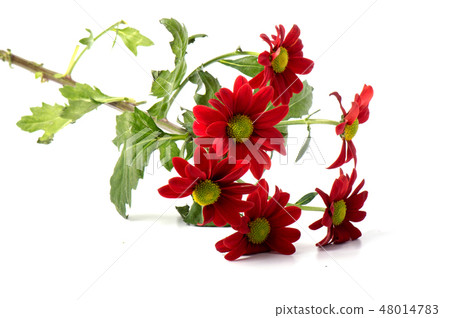 Chrysanthemum flower on a long stem on a white 48014783