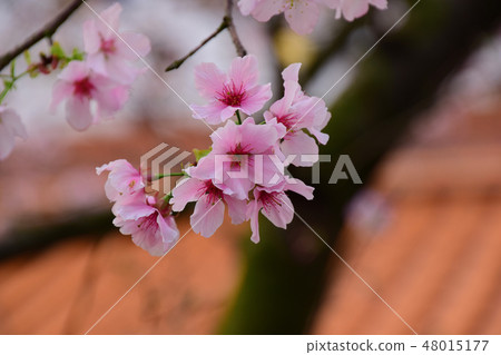 Tianyuan Palace, cherry blossom Tianyuan Palace, cherry blossom 48015177