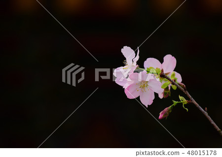 天元宮櫻花 48015178