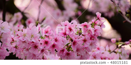 Tianyuan Palace, cherry blossom 48015181