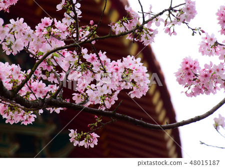 Tianyuan Palace, cherry blossom 48015187