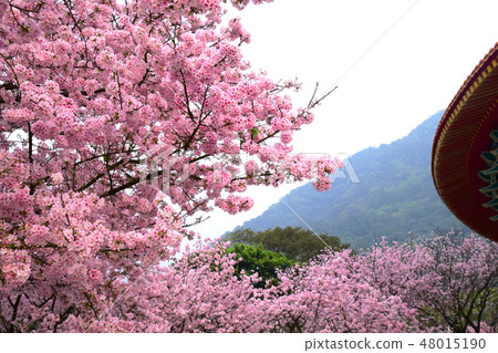 Tianyuan Palace, cherry blossom 48015190