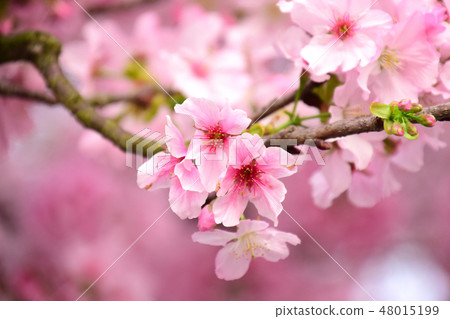 天元宮櫻花 48015199