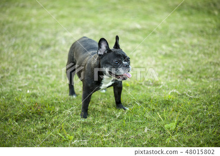 法國鬥牛犬 法國鬥牛犬 48015802