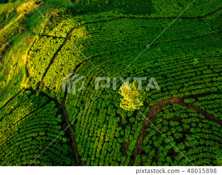 Aerial view of hills with tea plantation misty morning in Sri Lanka. 48015898