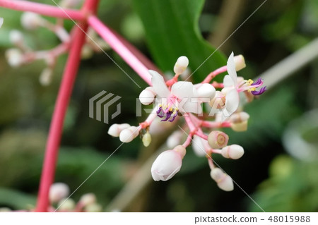Medinira · Supikiosa up flower bud Medinira · Supikiosa up flower bud 48015988