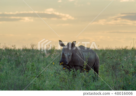 White Rhinoceros in the savannah of Nairobi White Rhinoceros in the savannah of Nairobi 48016006
