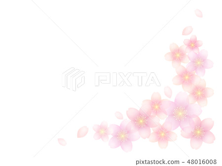 櫻花 48016008