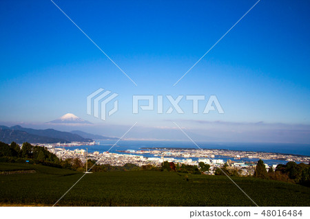 Fuji which is seen from the tea plantation in Nihondaira 48016484
