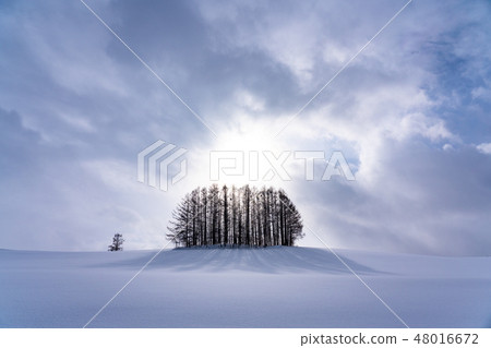 "Hokkaido" Hill of Biei / Mild Seven in winter "Hokkaido" Hill of Biei / Mild Seven in winter 48016672