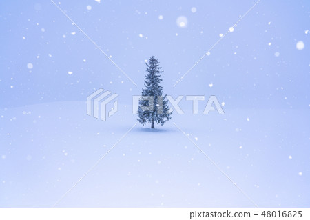 "Hokkaido" Biei in winter · Christmas tree tree "Hokkaido" Biei in winter · Christmas tree tree 48016825
