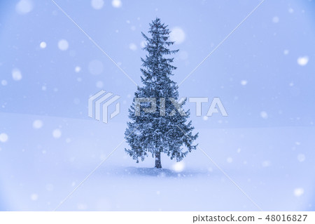 "Hokkaido" Biei in winter · Christmas tree tree 48016827
