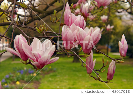 Magnolia flowers 48017018