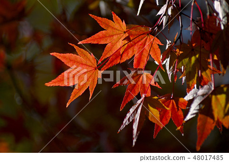 Colored leaves are up Colored leaves are up 48017485