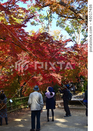 Autumn leaves tourists Autumn leaves tourists 48017486