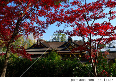 Autumn leaves of Kitano Tenman-gu Shrine Autumn leaves of Kitano Tenman-gu Shrine 48017487