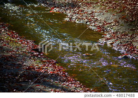 Pigeon in Paper River 48017488