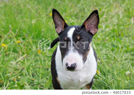 Cute miniature bull terrier close up. Pet animals. Cute miniature bull terrier close up. Pet animals. 48017833