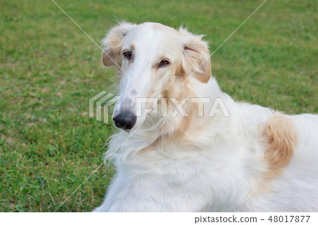 Cute russian hunting sighthound is lying in the green grass. Russkaya psovaya borzaya. 48017877