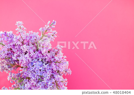 Pink background with lilac flowers Pink background with lilac flowers 48018404