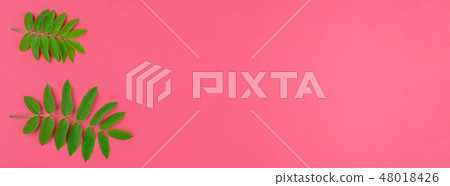 Green rowan tree leaves on bright pink background Green rowan tree leaves on bright pink background 48018426