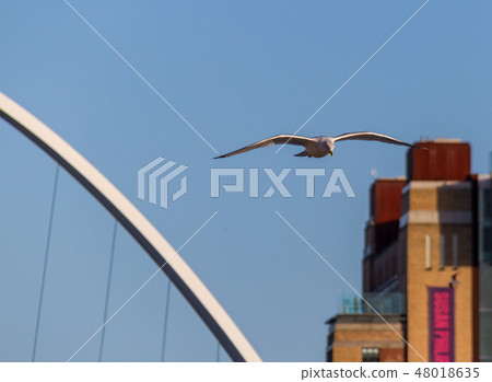 Seagull flying over river Tyne- Newcastle Quayside 48018635