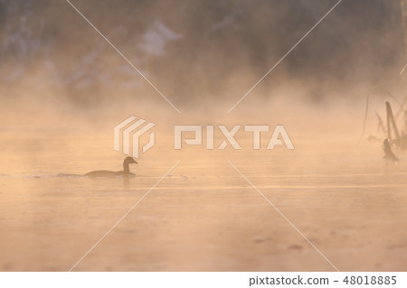 eurasian coot in sunrise eurasian coot in sunrise 48018885
