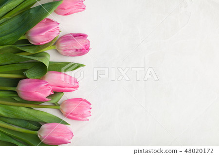 Pink tulip on white background. Pink tulip on white background. 48020172